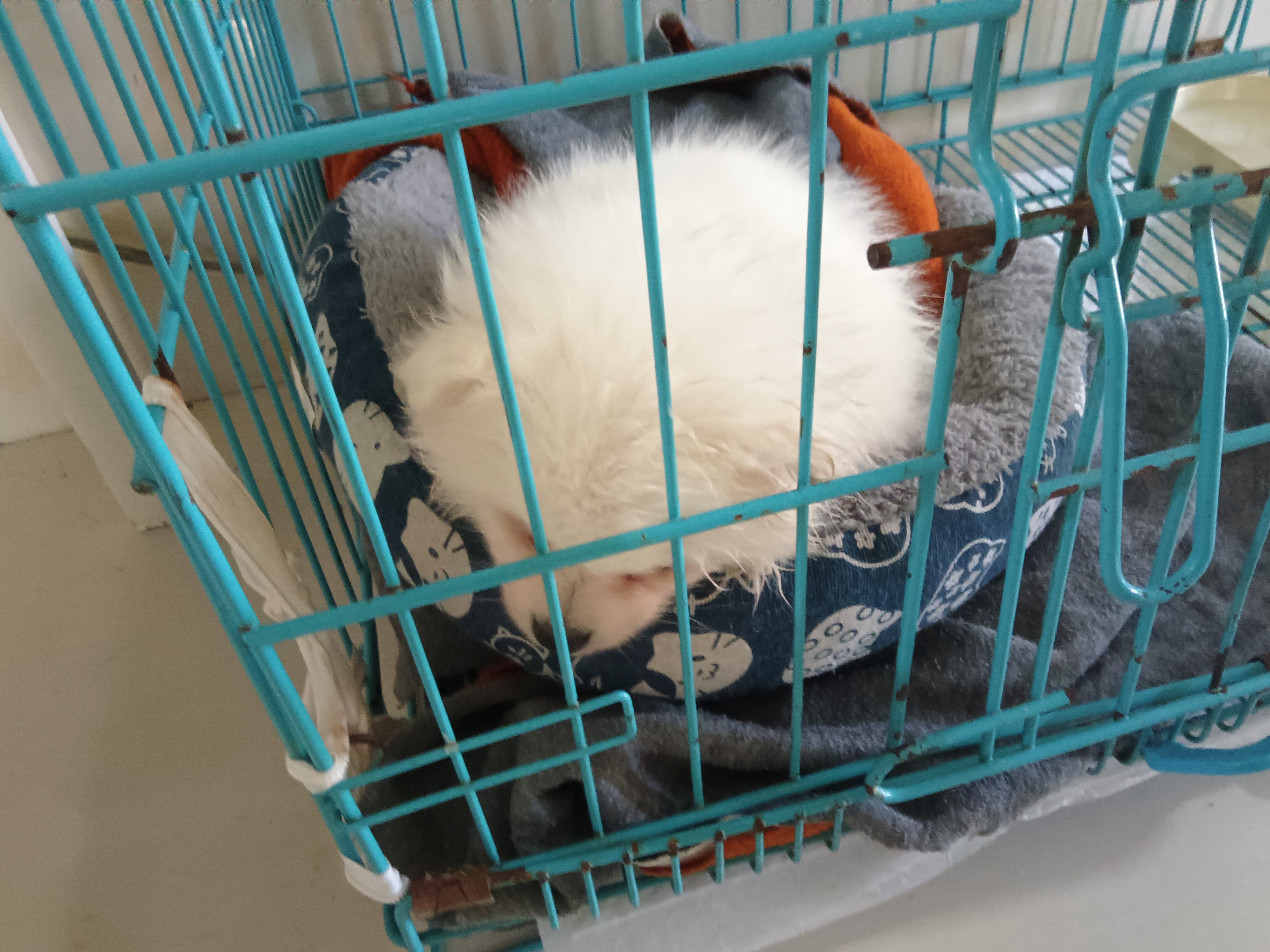 🐶可爱小体博美好养活，